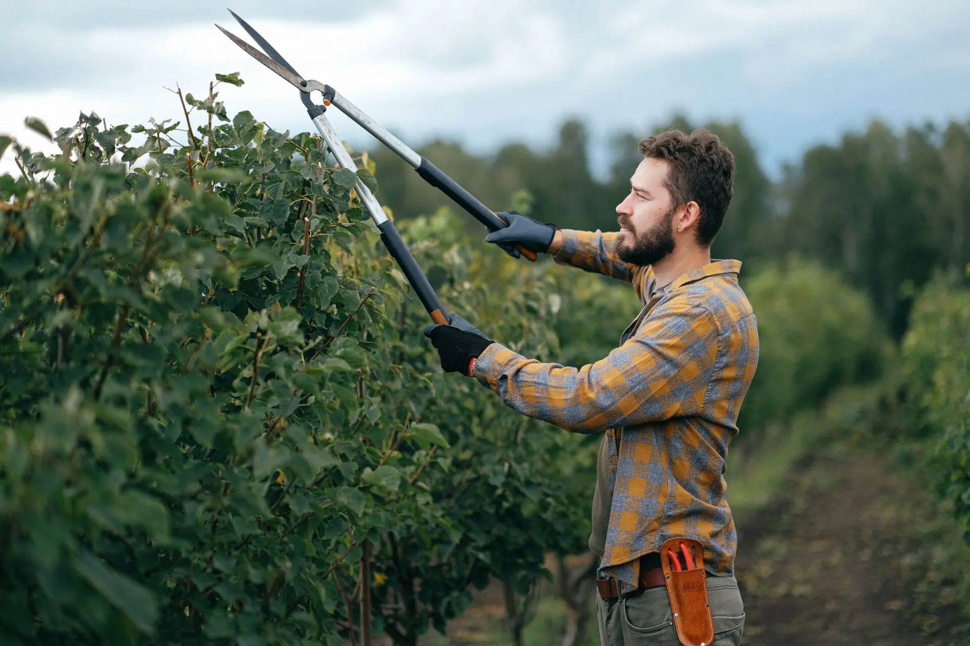 taille-haie-autun-service-plus